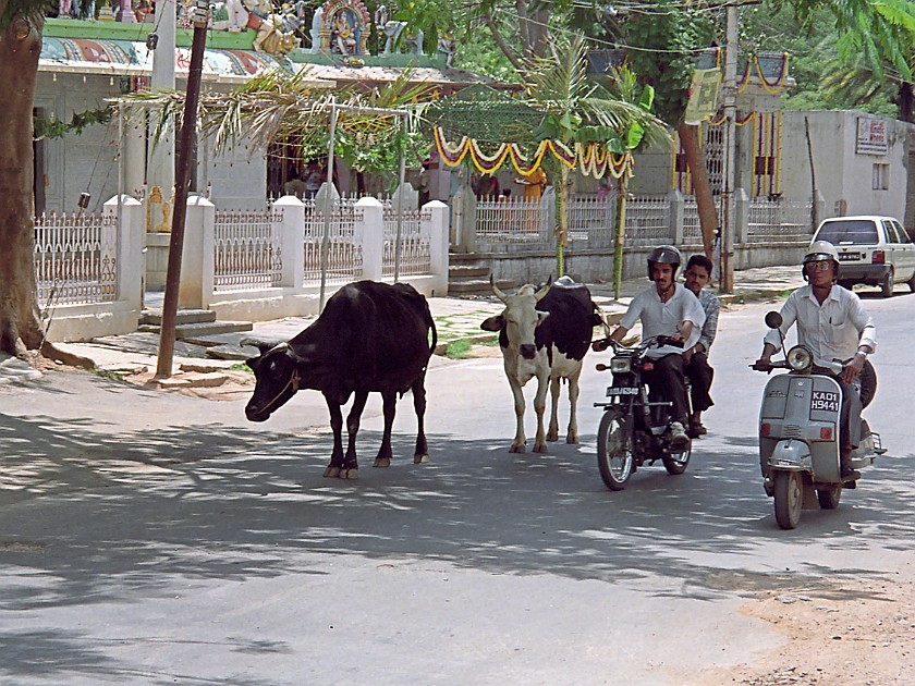 Koramangala. Animals on Koramangala's Roads. Bangalore. .