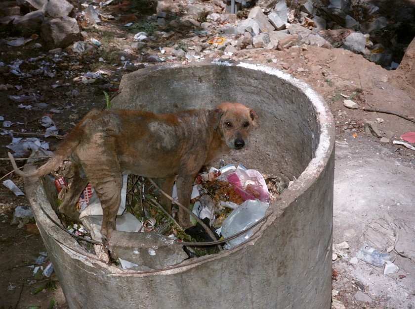 Koramangala. Public Waste Bin. Bangalore. .