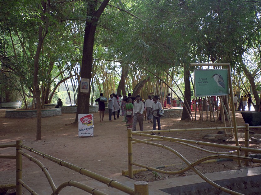 Trip to Mysore. Ranganatittu Bird Sanctuary. near Mysore. .