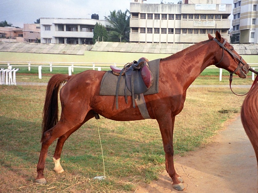 Bangalore Turf Club. Horse. Bangalore. .