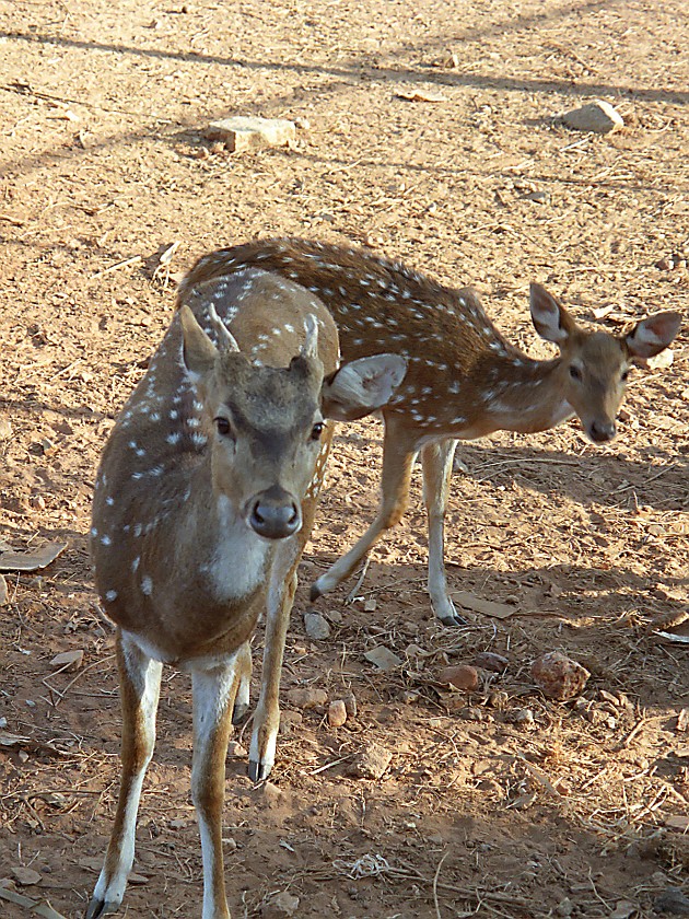 Lal Bagh Gardens. Zoo near Lal Bagh Gardens. Bangalore. .