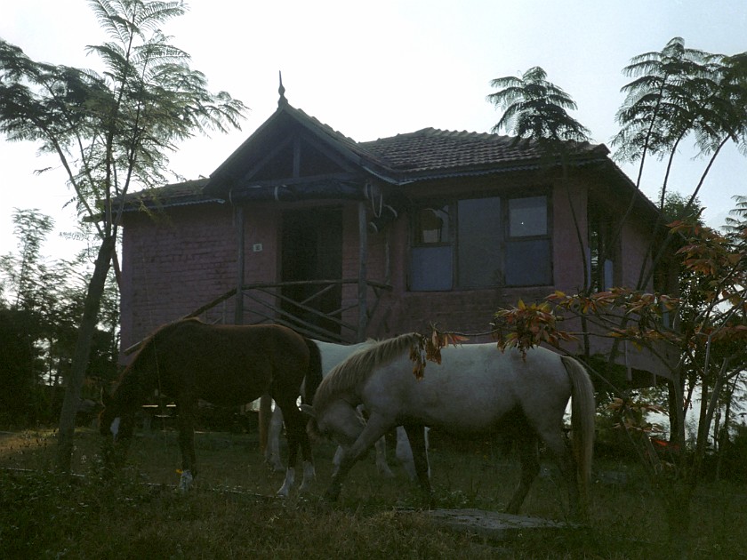 Trip to the Nilgiri Hills. Monarch Safari Lodge. Masinagudi. .