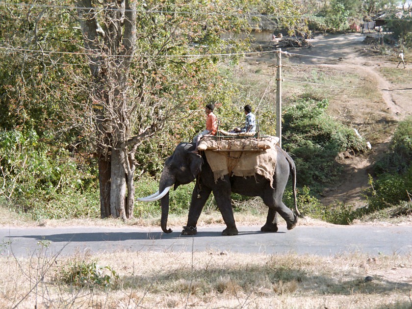 Trip to the Nilgiri Hills. Elephant Ride. Masinagudi. .