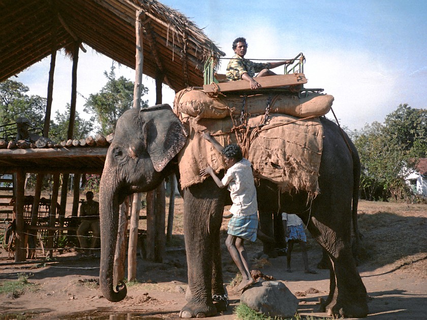 Trip to the Nilgiri Hills. Elephant Ride. Masinagudi. .