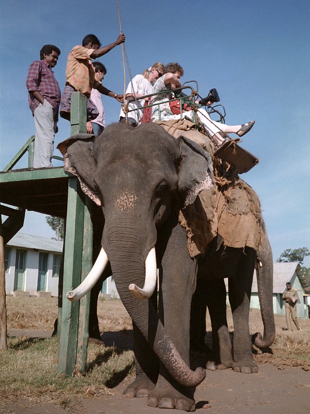 Trip to the Nilgiri Hills. Elephant Ride. Masinagudi. .