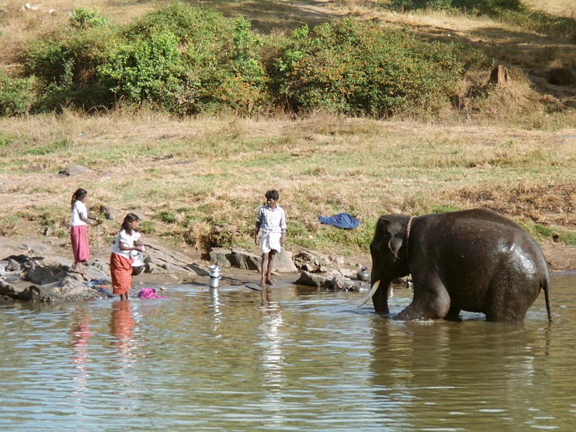 Trip to the Nilgiri Hills. Masinagudi. Masinagudi. .