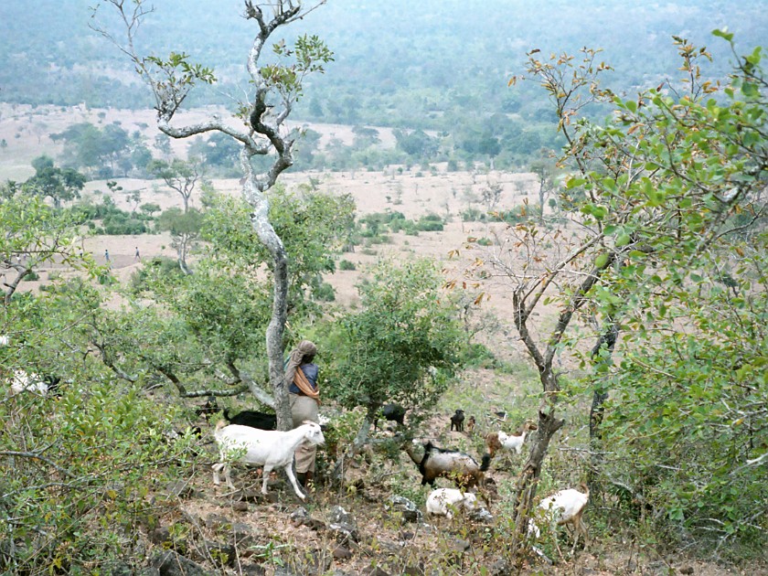 Trip to the Nilgiri Hills. Masinagudi. Masinagudi. .