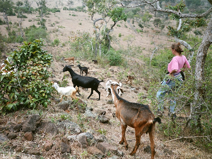 Trip to the Nilgiri Hills. Masinagudi. Masinagudi. .