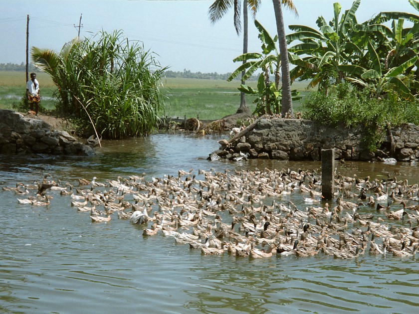 Trip to Kerala. Backwaters. near Alleppey. .