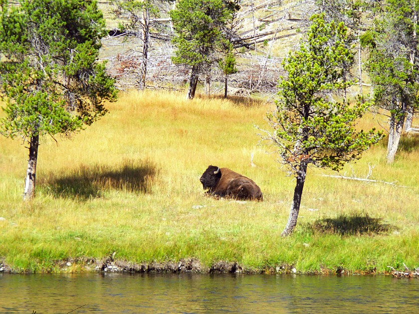 Yellow Stone National Park. Firehole River. Yellow Stone National Park. .