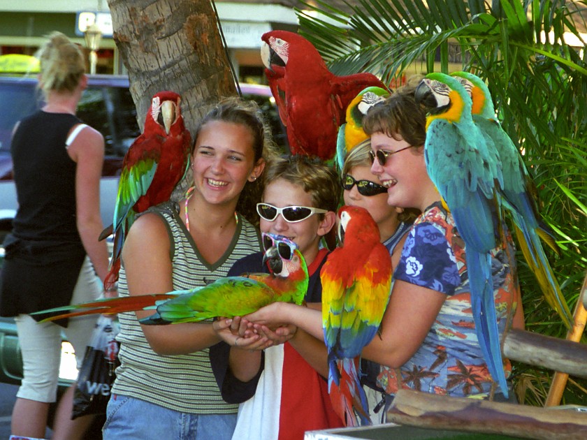 Lahaina, Maui. Tourists with Parrots. Lahaina. .