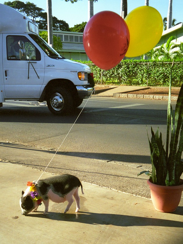 Lahaina, Maui. Big with Balloon. Lahaina. .