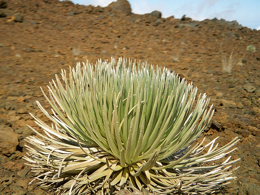 Haleakala National Park. Hiking Inside the Crater. Haleakala National Park. .