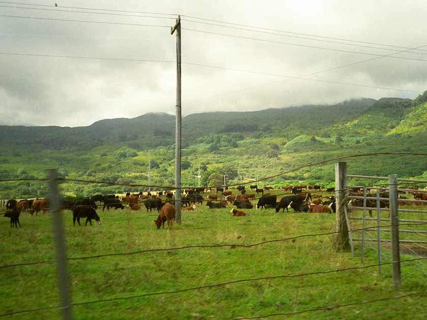 The South of Maui. Meadows. near Hana. .