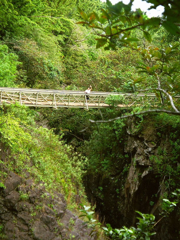 The South of Maui. Hana Forest Reserve. near Hana. .