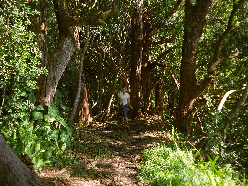 The South of Maui. Hana Forest Reserve. near Hana. .