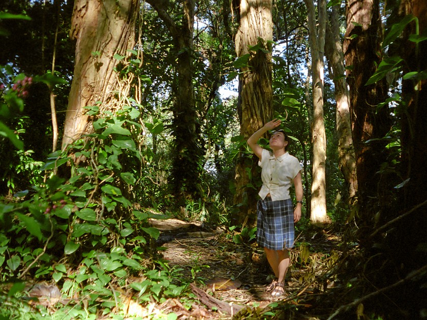 The South of Maui. Hana Forest Reserve. near Hana. .