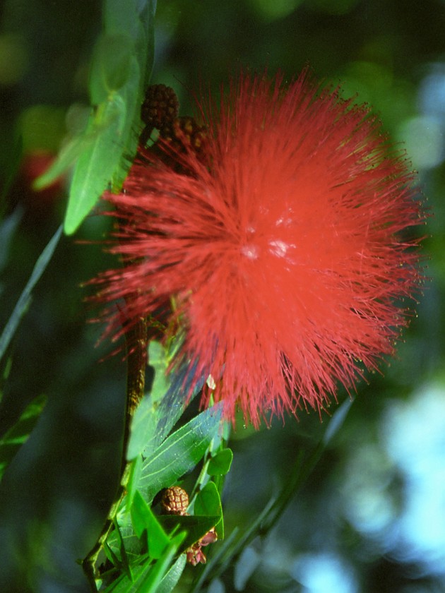 The South of Maui. Hana Forest Reserve. near Hana. .