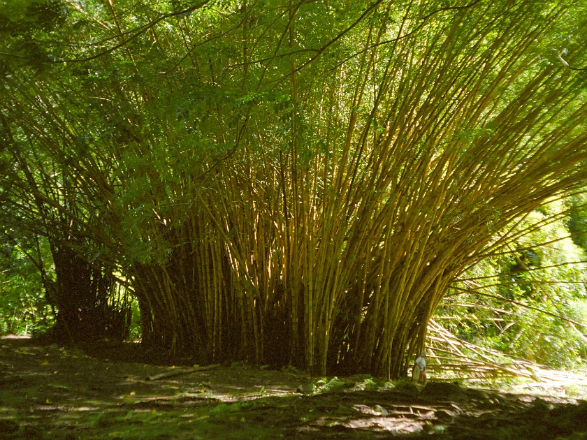 The South of Maui. Hana Forest Reserve. near Hana. .