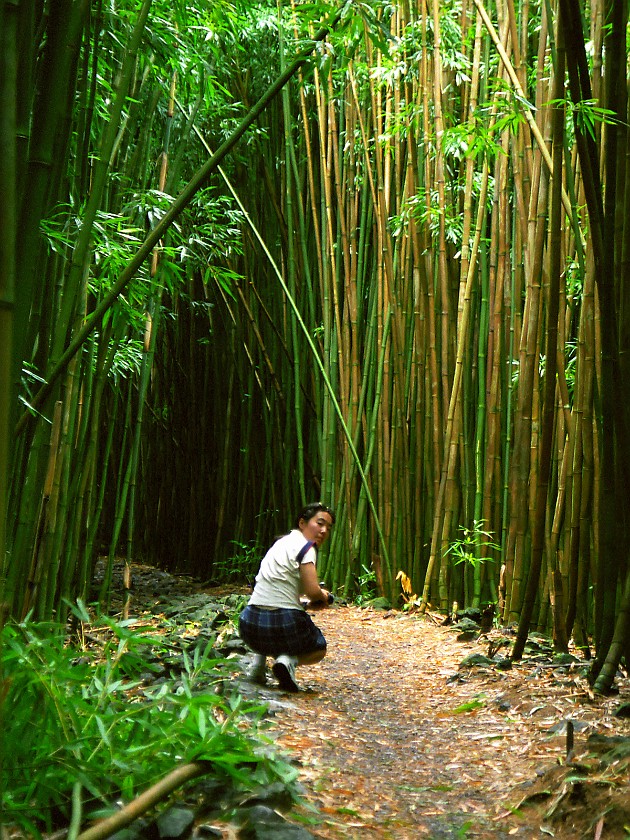 The South of Maui. Hana Forest Reserve. near Hana. .