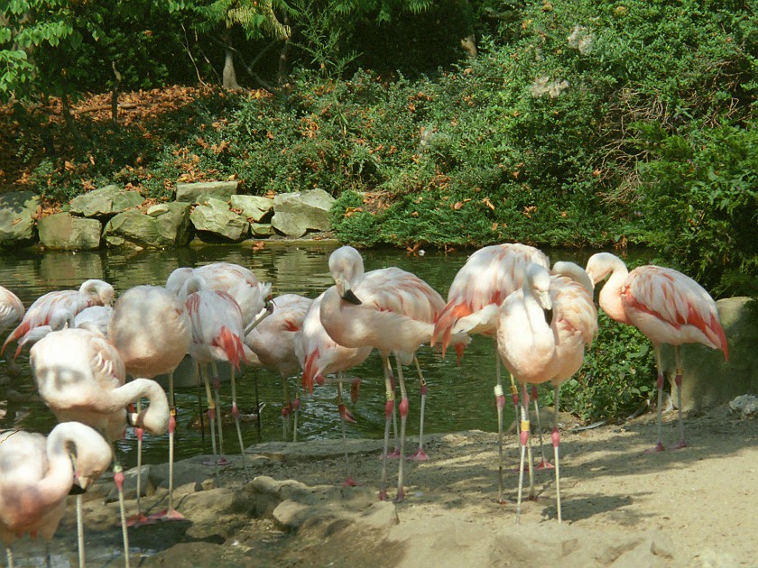 Sea World. Flamingos. near Cleveland. .