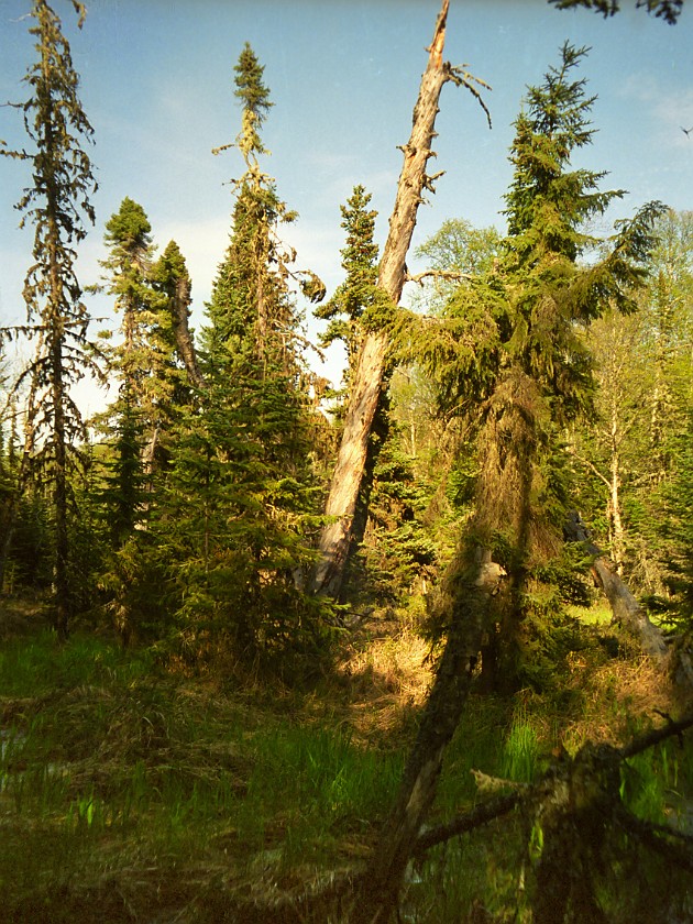 A Day of Hiking in the Park. Swamp Trail. Isle Royale National Park. .