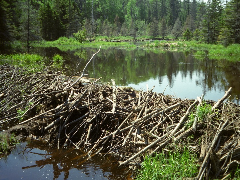 A Day of Hiking in the Park. Beaver dam. Isle Royale National Park. .