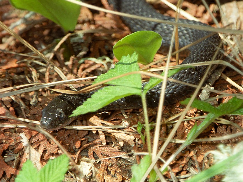 A Day of Hiking in the Park. Snake. Isle Royale National Park. .