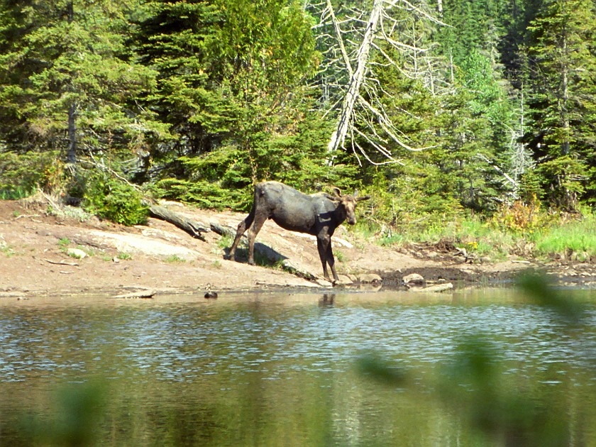 Another Day of Hiking. Moose. Isle Royale National Park. .