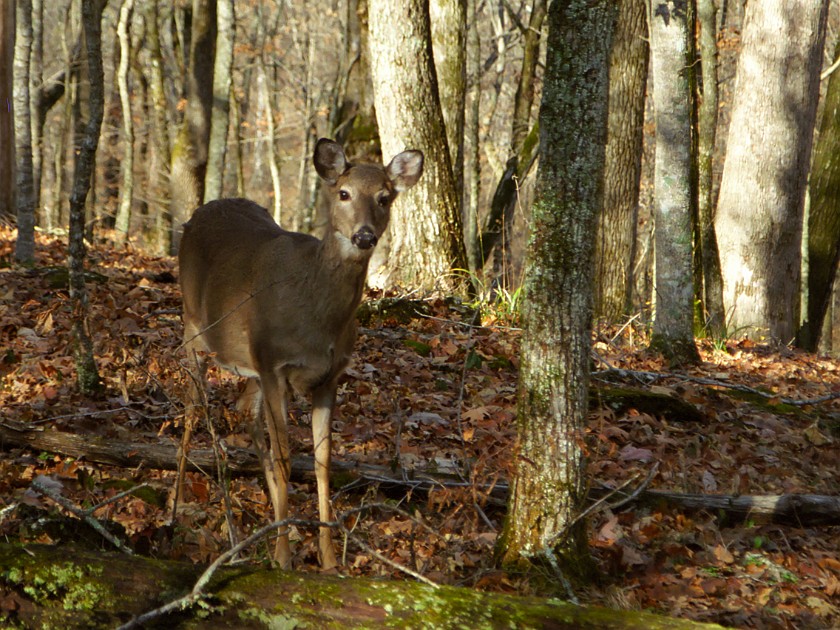 The Woods of the National Park. Deer. Mammoth Cave National Park. .