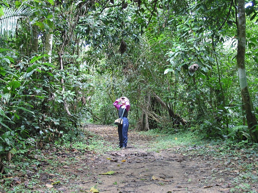 Cockscomb Basin Wildlife Sanctuary. Jungle Trail. near Dangriga. .