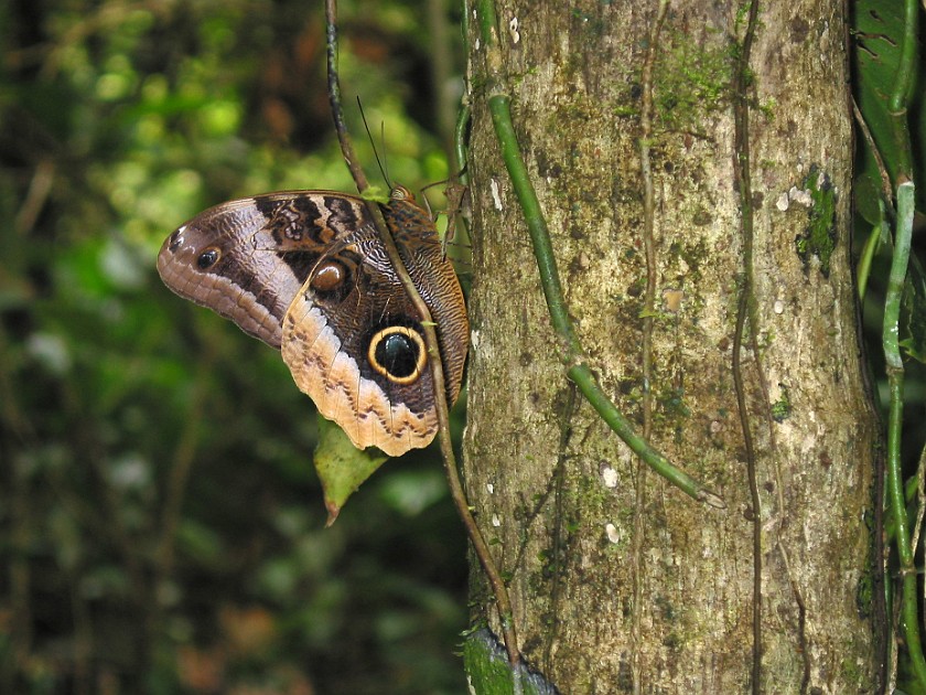 Cockscomb Basin Wildlife Sanctuary. Butterfly. near Dangriga. .