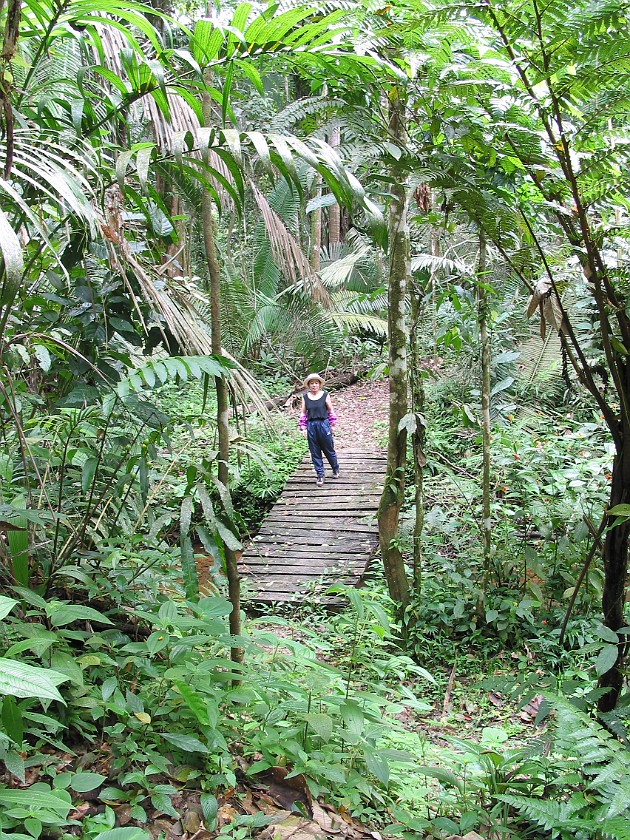 Cockscomb Basin Wildlife Sanctuary. Bridge. near Dangriga. .