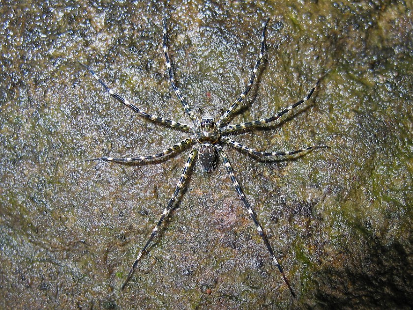 Cockscomb Basin Wildlife Sanctuary. Spider. near Dangriga. .