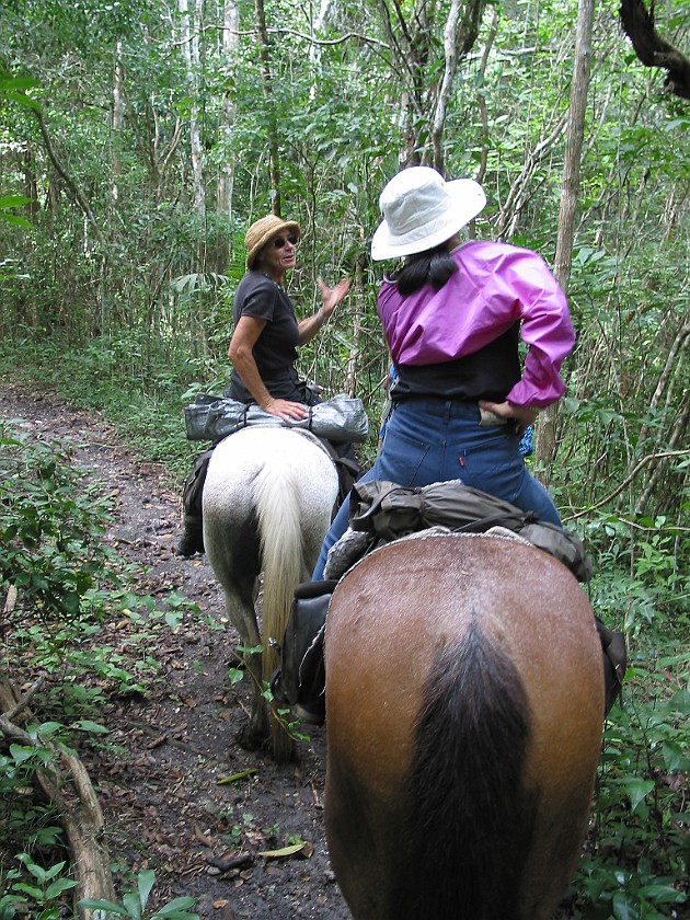 Horeseback Riding Tour in the Jungle Around San Ignacio. Jungle Trail. San Ignacio. .