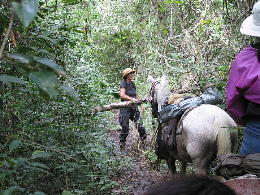 Horeseback Riding Tour in the Jungle Around San Ignacio. Jungle Trail. San Ignacio. .