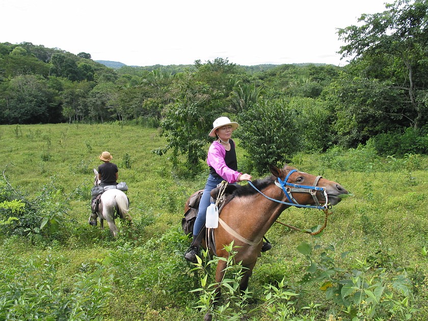 Horeseback Riding Tour in the Jungle Around San Ignacio. Jungle Trail. San Ignacio. .