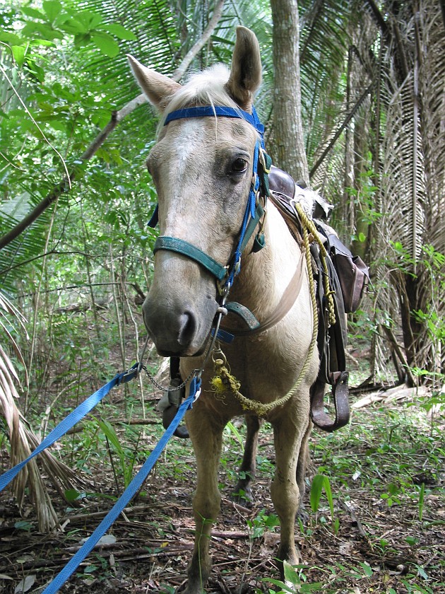 Horeseback Riding Tour in the Jungle Around San Ignacio. Horse. San Ignacio. .