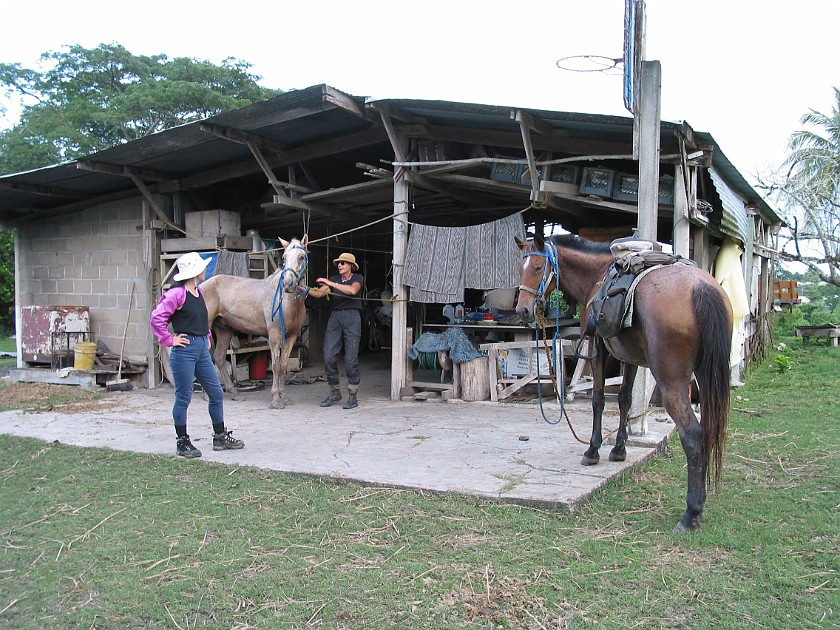 Horeseback Riding Tour in the Jungle Around San Ignacio. Stable. San Ignacio. .