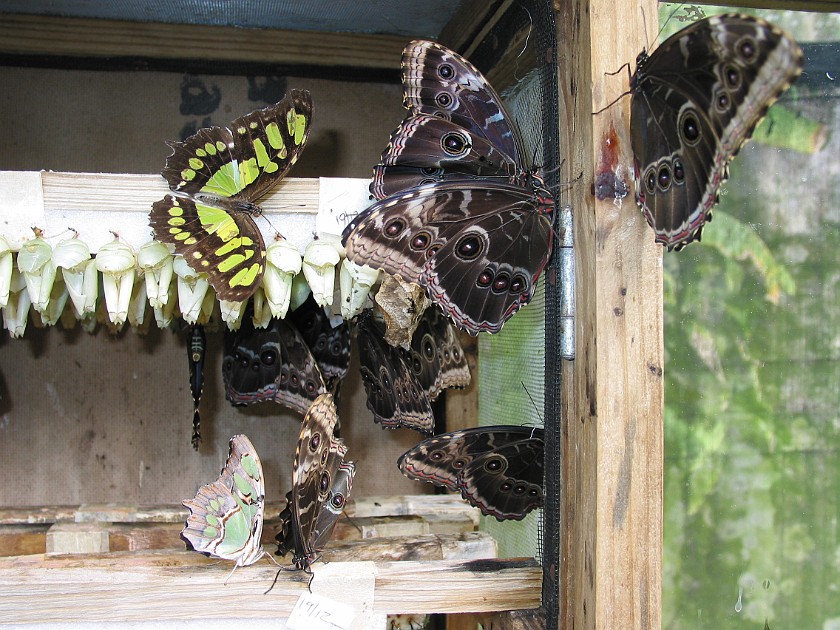 Butterfly Farm. Butterflies. Mountain Pine Ridge. .