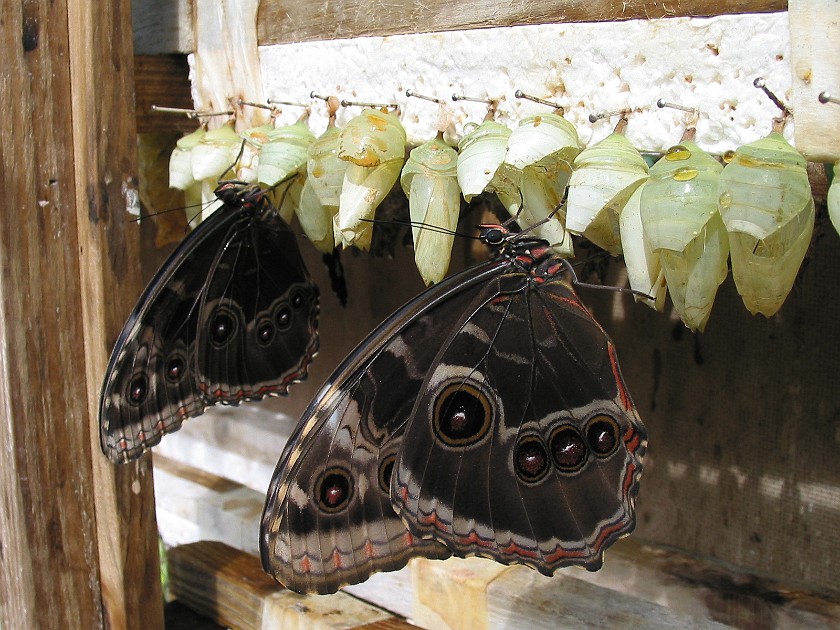 Butterfly Farm. Butterfly. Mountain Pine Ridge. .