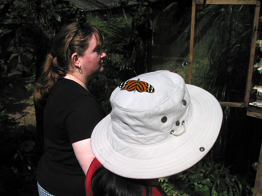 Butterfly Farm. Butterfly. Mountain Pine Ridge. .