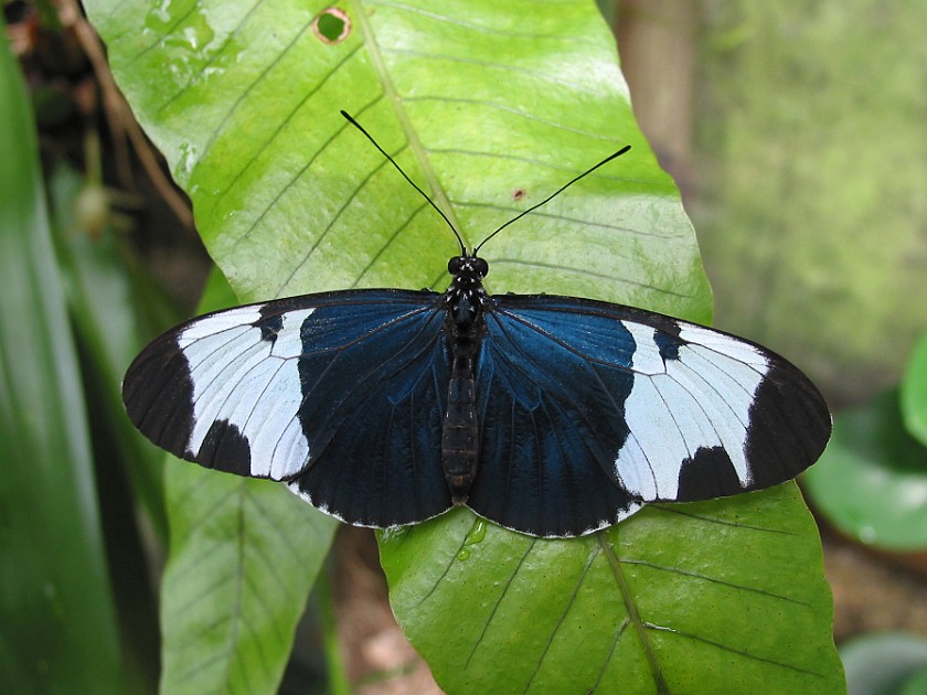 Butterfly Farm. Butterfly. Mountain Pine Ridge. .