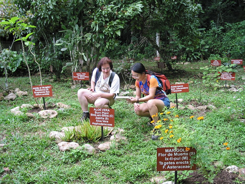 Rainforest Medical Trail at Ix Chel Farms

. Medicine Trail. near San Ignacio. .