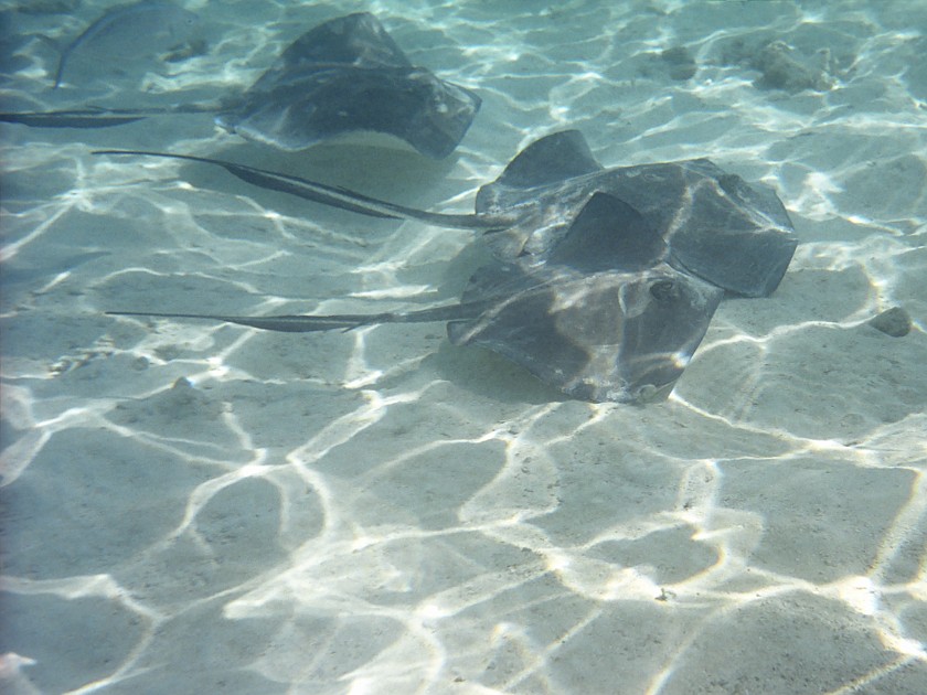 Snorkeling in the Hol Chan Marine Reserve. Snorkeling. Caye Caulker. .