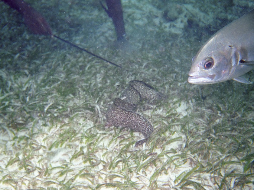 Snorkeling in the Hol Chan Marine Reserve. Snorkeling. Caye Caulker. .