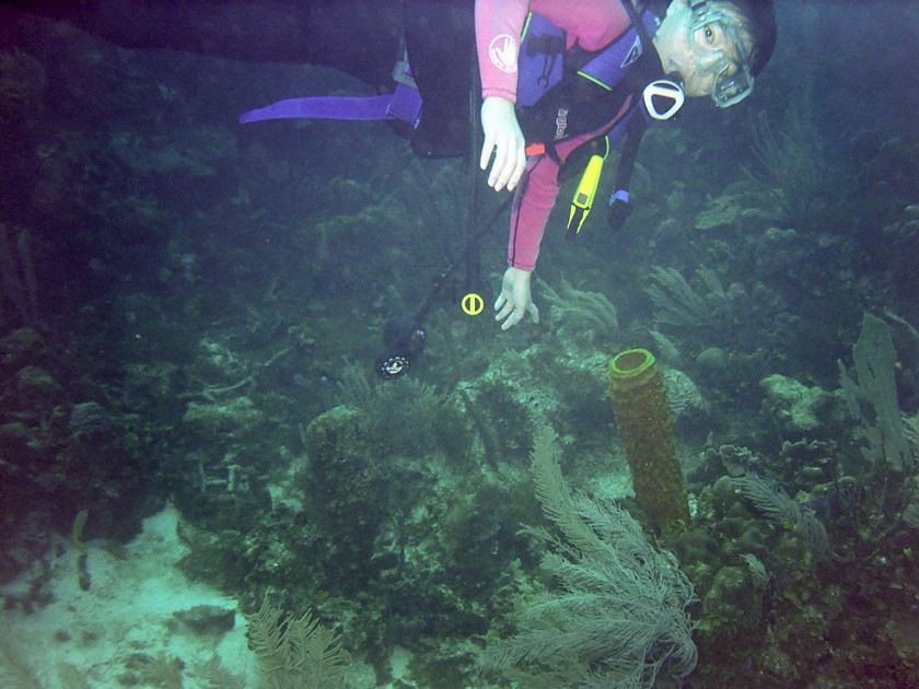 Diving East of Caye Caulker. Diving. Caye Caulker. .