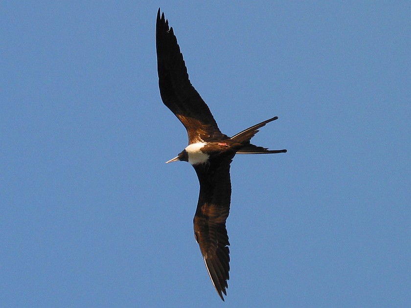 Northern Island of Caye Caulker. Bird. Caye Caulker. .