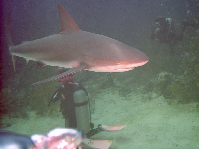 The Shark-Feeding Dive. Dive. New Providence Island. .