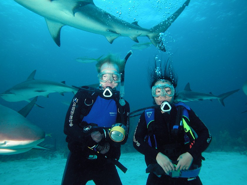 The Shark-Feeding Dive. Underwater Portrait with Sharks. New Providence Island. .